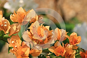 Beautiful orange bougainvillea blooming, Bright orange bougainvillea flowers as a floral background, Close-up orange flowers,