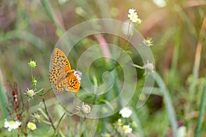 Beautiful orange butterfly (Brenthis daphne) on the lawn on a sunny summer day photo