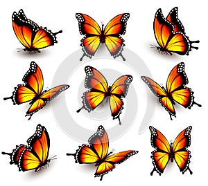 Beautiful orange butterfly in different positions.