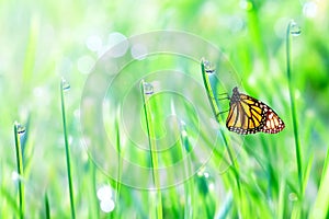 Beautiful orange butterfly on the green tender grass with dew drops. Summer fresh background.