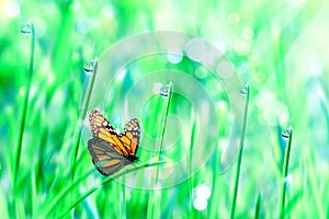 Beautiful orange butterfly on the green tender grass with dew drops. Summer fresh background.