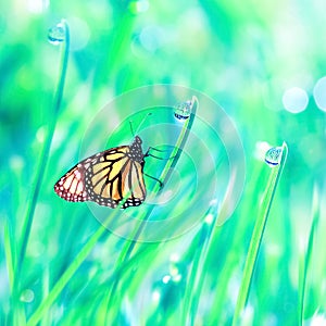 Beautiful orange butterfly on the green tender grass with dew drops. Summer fresh background. Free copy space.
