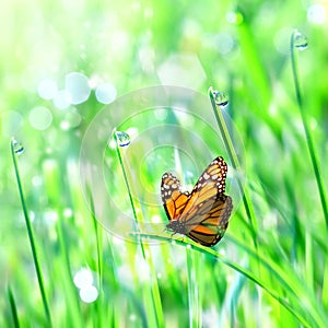 Beautiful orange butterfly on the green tender grass with dew drops. Summer spring fresh background. Free copy space.