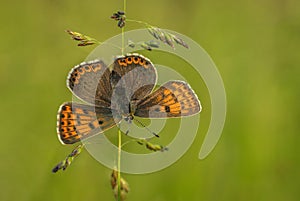 beautiful orange butterfly ona a grass