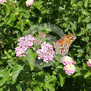 Beautiful orange butterfly on pink lantana