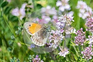 Beautiful orange butterfly on purple flowers close-up