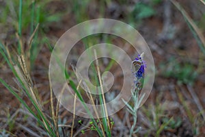 Beautiful  orange butterfly sits on purble flower against a background of green grass