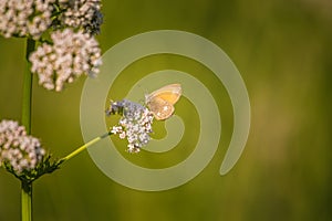 A beautiful orange butterfly sitting on a valerian flower. Closeup in meadow