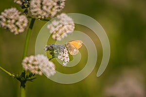 A beautiful orange butterfly sitting on a valerian flower. Closeup in meadow