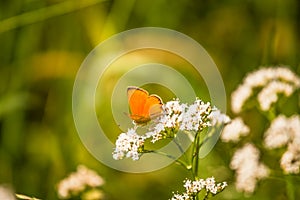 A beautiful orange butterfly sitting on a valerian flower. Closeup in meadow