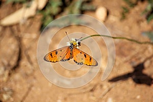 Beautiful orange butterfly Tawny Coster (Acraea terpsicore) on a flower