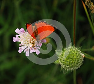 Beautiful orange butterfly virgaureae sitting on light violet meadow flower with green background
