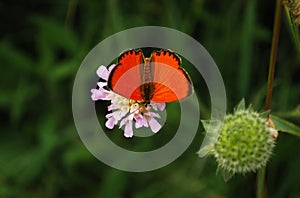Beautiful orange butterfly virgaureae sitting on light violet meadow flower with green background