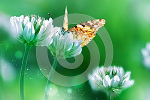 Beautiful orange butterfly on white clover flowers in a fairy garden. Summer spring bright green background. Macro composition.