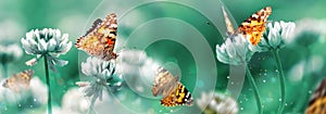 Beautiful orange butterfly on white clover flowers in a fairy garden. Summer spring bright green background. Macro composition.