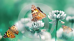 Beautiful orange butterfly on white clover flowers in a fairy garden. Summer spring bright green background. Macro composition