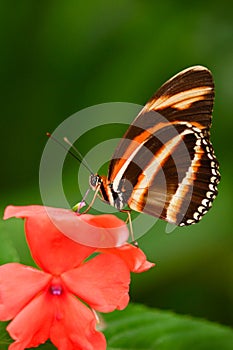 Beautiful orange butterfly Zebra Longwing, Heliconius charitonius. Butterfly in nature habitat. Nice insect from Costa Rica. Butte