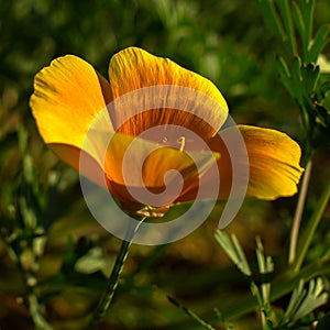 Beautiful orange california poppy flower blooming in a green field photo