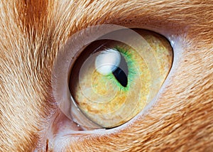beautiful orange cat eye