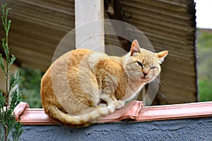 Cat Felis Catus of orange color sniffing the wall photo