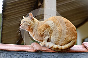 A cat Felis Catus with orange looking at the top on the wall photo