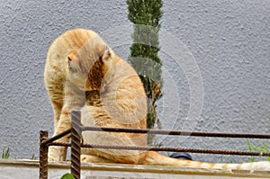 Graceful orange -colored Felis catus licking photo