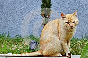 Graceful orange -colored Felis catus sitting on the wall photo