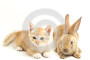 A Beautiful Orange cat kitten and orange-brown cute rabbit funny positions. Animal portrait isolated on white