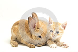 A Beautiful Orange cat kitten and orange-brown cute rabbit funny positions. Animal portrait isolated on white