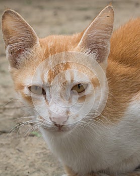 A beautiful orange cat is looking with calm eyes. It`s A Cute Bangladeshi pet cat