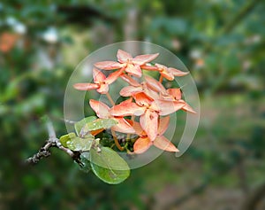 Beautiful orange Chinese Ixora flowers