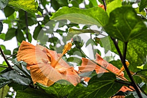 Orange chinese roses photo