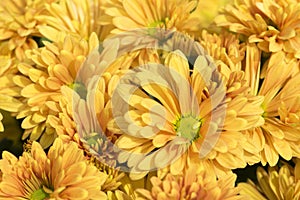 Beautiful Orange chrysanthemum flowers background