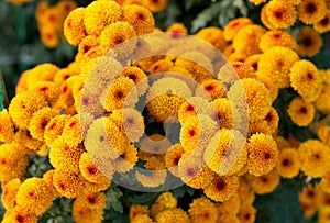 Beautiful orange chrysanthemums in green leaves. Bush of autumn chrysanthemums. Garden plants, growing flowers