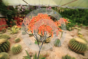 Beautiful orange color flower in a cactus garden