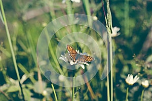 A beautiful orange-colored butterfly sits on a daisy flower