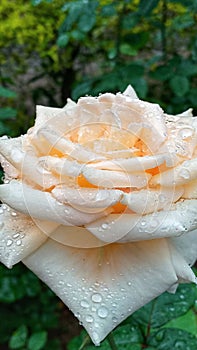 Beautiful orange-colored rose after rain