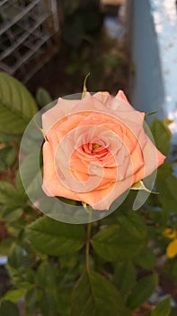 Beautiful orange colour rose flower