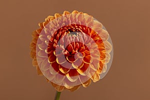 Beautiful orange coloured sunny Dahlia flower texture, close up view , flower on brown background