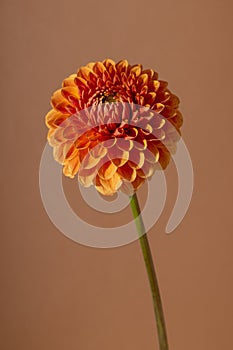 Beautiful orange coloured sunny Dahlia flower texture, close up view , flower on brown background