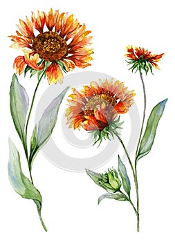 Beautiful orange coreopsis flower on a stem with green leaves. Set of two flowers isolated on white background. Watercolor