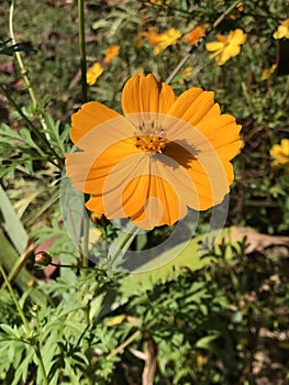 Beautiful Orange Cosmos Bloom - Cosmos sulphureus - Morgan County Alabama USA