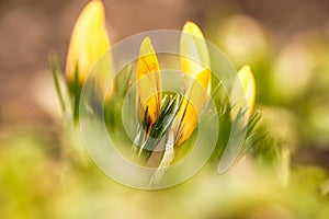 Beautiful orange crocus flowers on a natural background in spring