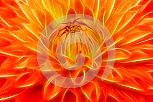 Beautiful orange dahlia bloom close up with fractalius filter effects