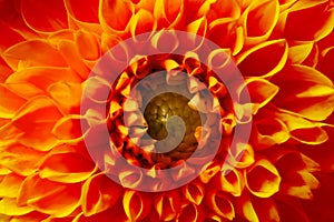 Beautiful orange dahlia flower as background, closeup