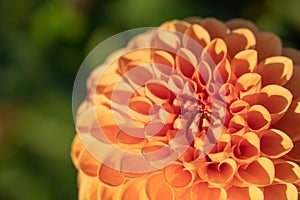 Beautiful orange Dahlia flower, macro and copy space background