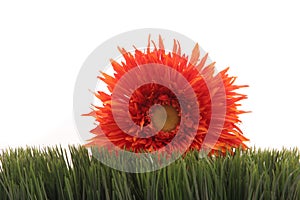 Beautiful orange daisy on green grass isolated on white background