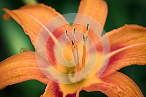 A beautiful orange day lilly