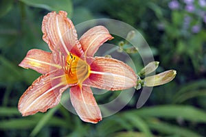 Beautiful Orange Day Lilly in Beverly, Massatuchets