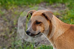 Beautiful orange dog in the nature. A dog surrounded by green grass.Outdoor